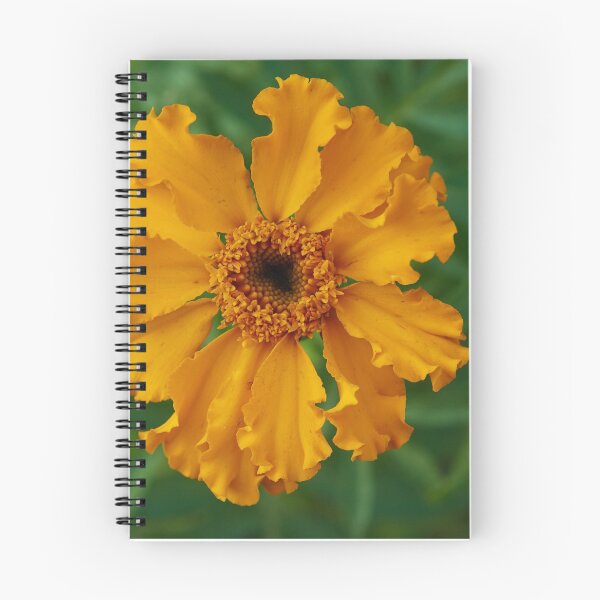 Item preview, Yellow gerbera designed and sold by M-project.