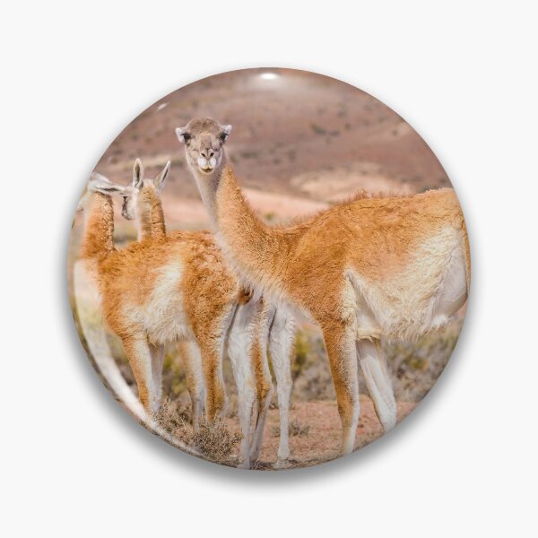 Item preview, Group of Guanacos at Patagonia, Argentina designed and sold by DFLC Prints.