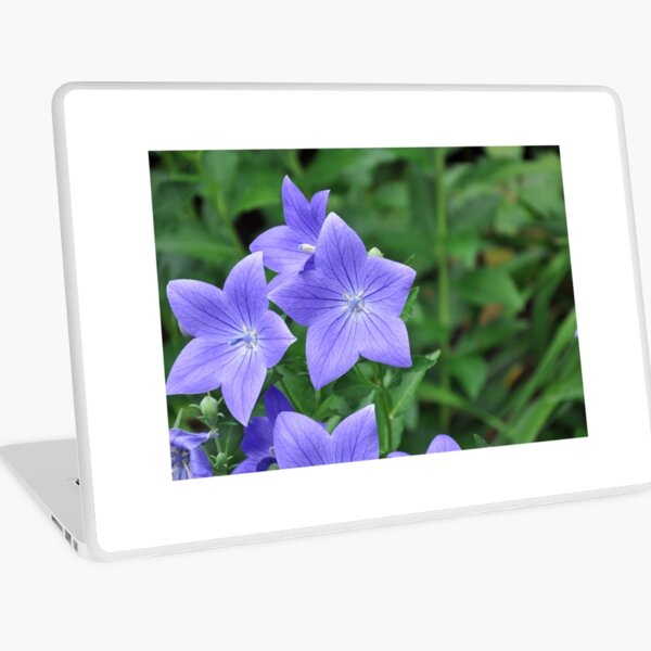 Violet Balloon Flowers Laptop Skin
