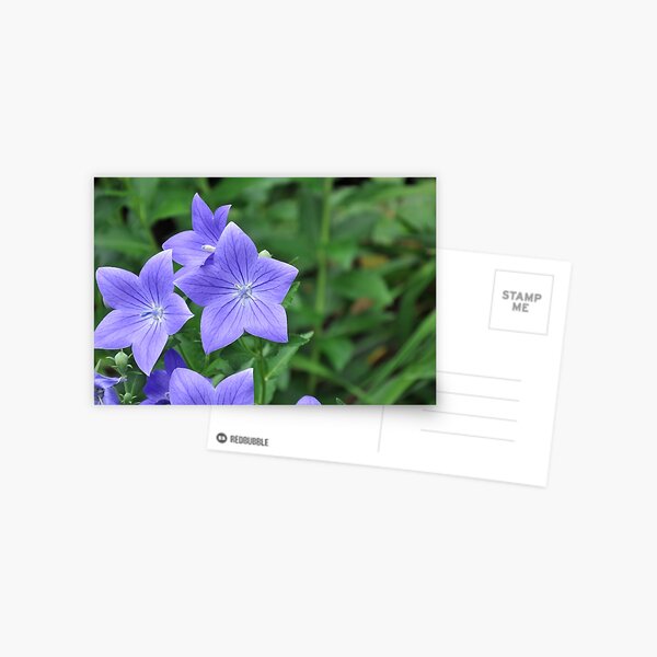 Violet Balloon Flowers Postcard