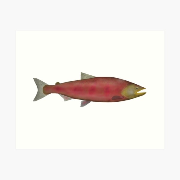 Salmon Spawn Art Prints for Sale