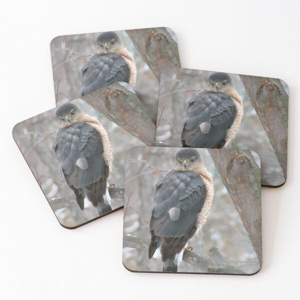 Item preview, Cooper's hawk designed and sold by J Rier Photography.