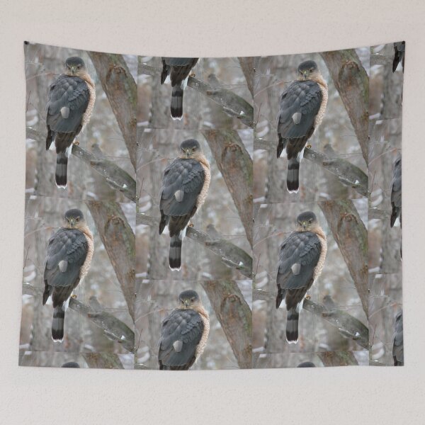 Item preview, Cooper's hawk designed and sold by J Rier Photography.