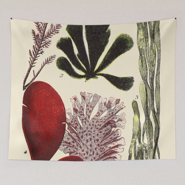 Item preview, Vintage sea life illustration - Coralline - cladophora - sea grass - dulse and nitophyllum designed and sold by Gardenlibrary.