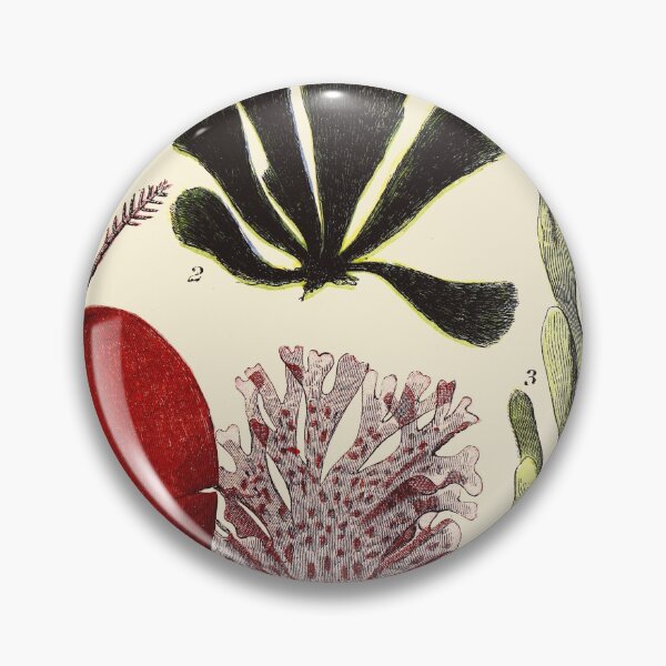 Item preview, Vintage sea life illustration - Coralline - cladophora - sea grass - dulse and nitophyllum designed and sold by Gardenlibrary.