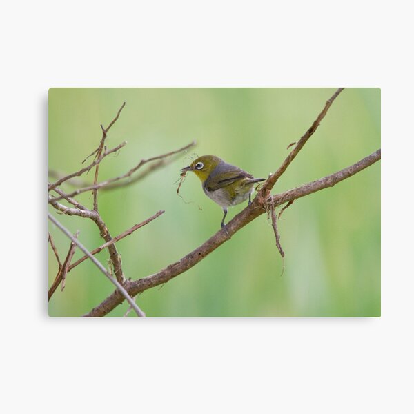 Nest Building Canvas Print