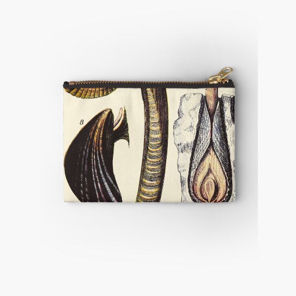 Item preview, Vintage sea life illustration - Pearly top - periwinkle - patella - ditto - scalaria - cokle - razor-shell - mussel and pholas designed and sold by Gardenlibrary.