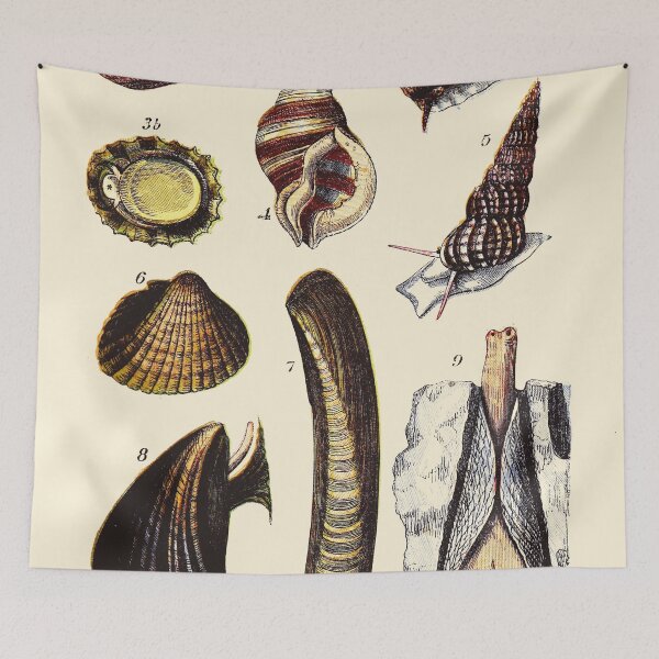 Item preview, Vintage sea life illustration - Pearly top - periwinkle - patella - ditto - scalaria - cokle - razor-shell - mussel and pholas designed and sold by Gardenlibrary.