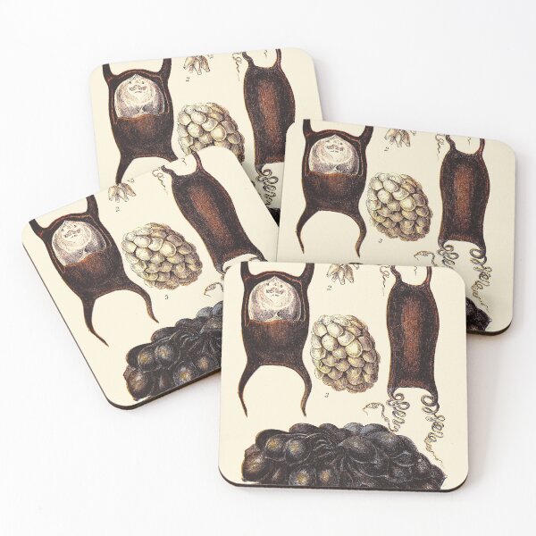 Item preview, Vintage sea life illustration - Eggs of skate - eggs of purpura - cluster of whelk - egg of dog-fish and cluster of sepia designed and sold by Gardenlibrary.