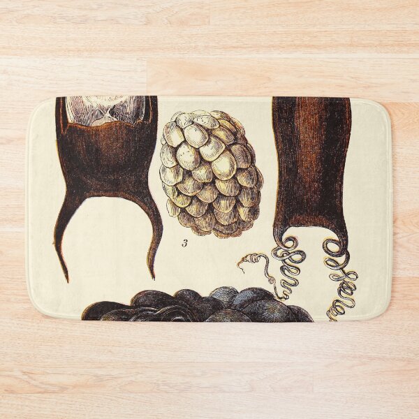 Item preview, Vintage sea life illustration - Eggs of skate - eggs of purpura - cluster of whelk - egg of dog-fish and cluster of sepia designed and sold by Gardenlibrary.