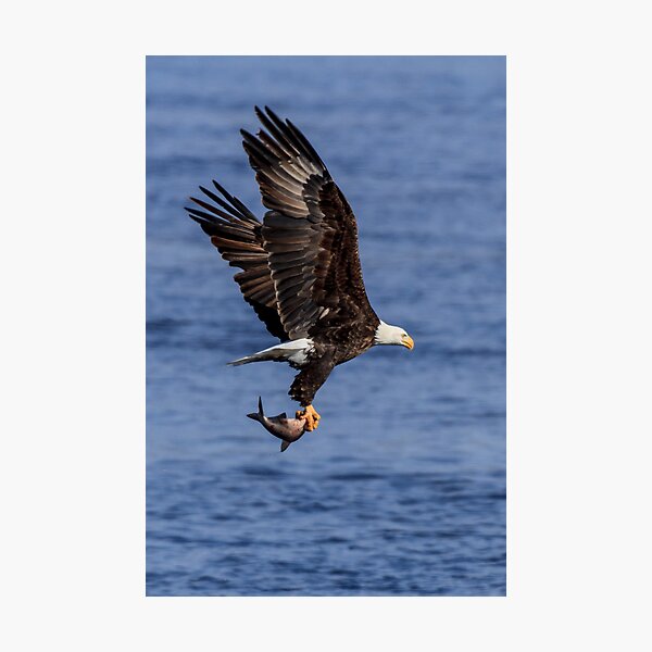 Eagle in Flight over the Mississippi Photographic Print