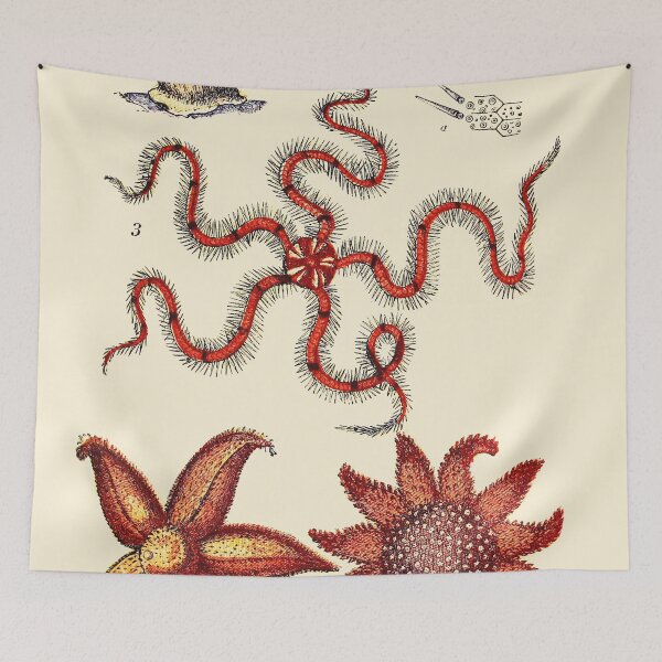 Item preview, Vintage sea life illustration - Madrepore - Urchin - brittle-star - five-finger star and sun-star designed and sold by Gardenlibrary.