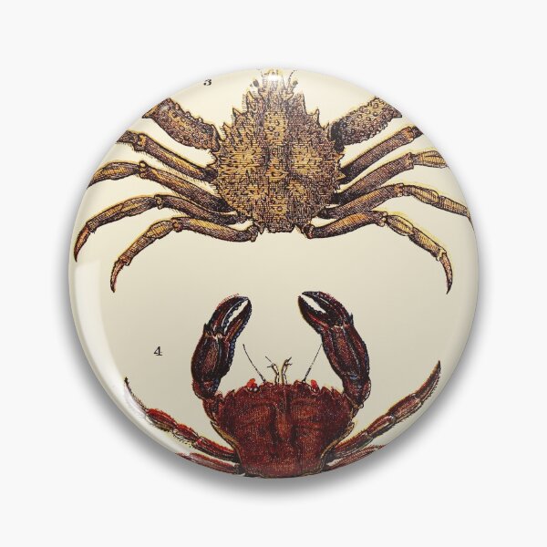 Item preview, Vintage sea life illustration - Prawn - sandskipper - spider-crab and velvet fiddler designed and sold by Gardenlibrary.