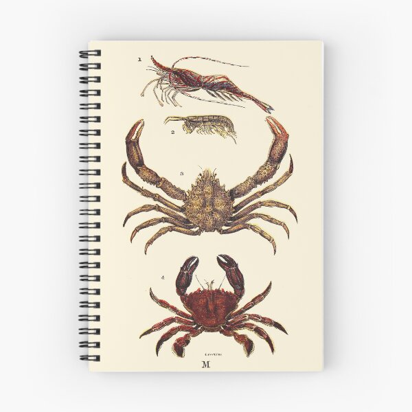 Item preview, Vintage sea life illustration - Prawn - sandskipper - spider-crab and velvet fiddler designed and sold by Gardenlibrary.