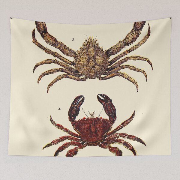 Item preview, Vintage sea life illustration - Prawn - sandskipper - spider-crab and velvet fiddler designed and sold by Gardenlibrary.
