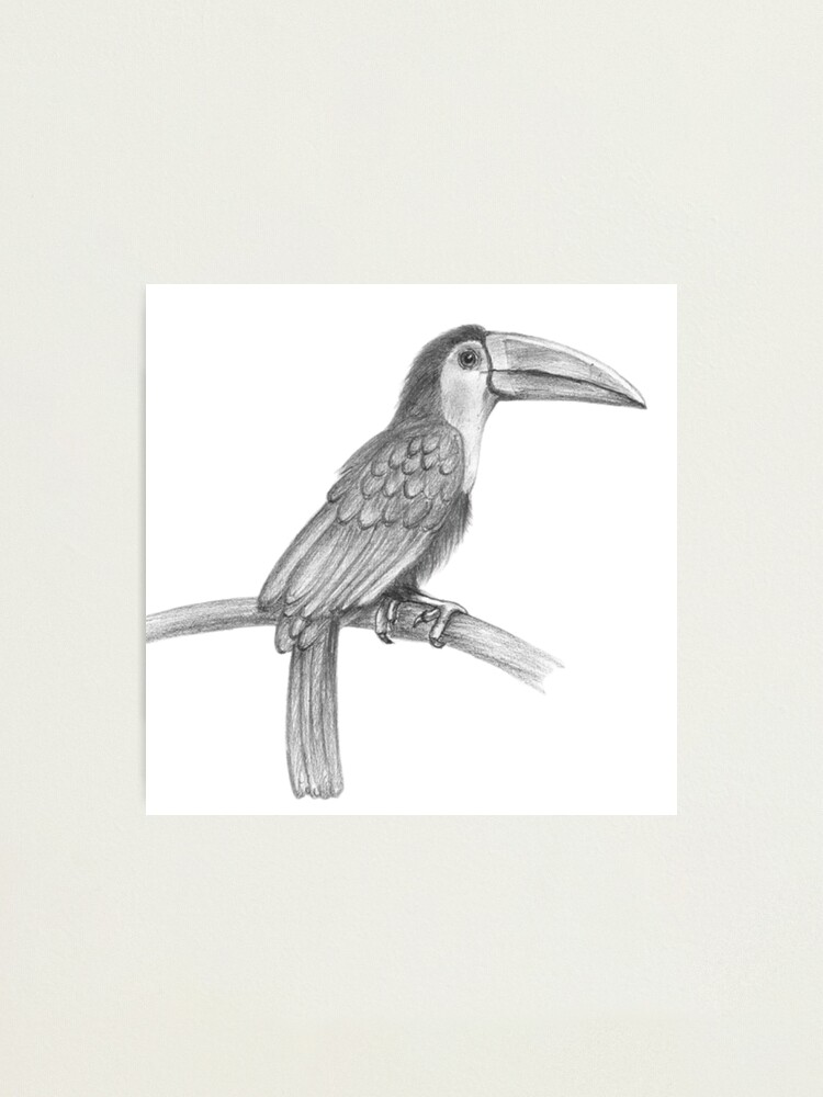 Bird Pencil Drawings, Set of 2 Bird Prints, Farmhouse Wall Decor, Grey Bird  Art, Simple Bird Drawings, Nature Sketch Prints, Home Gift Print 