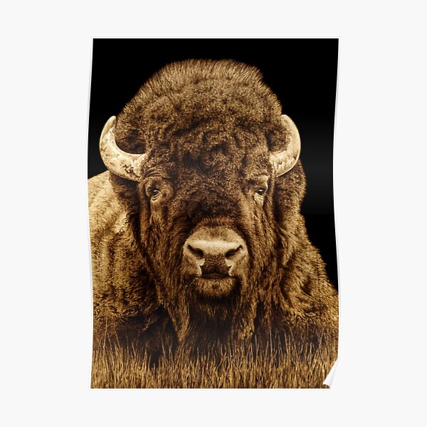 Bison Woodburning by Minisa Robinson Poster