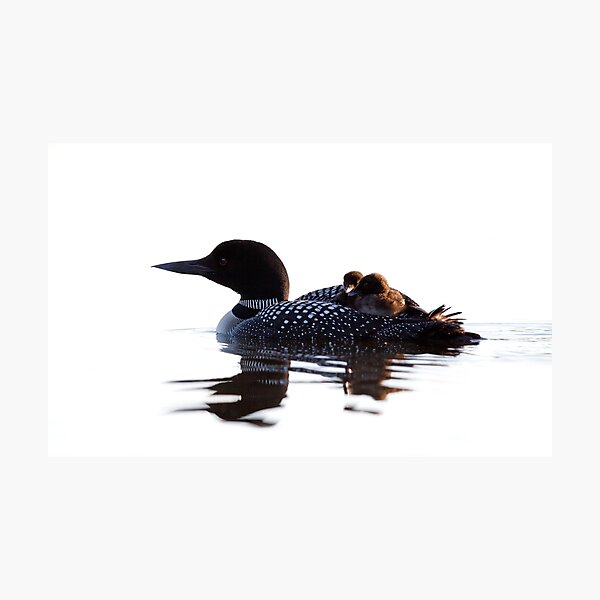 Common loon with chicks Photographic Print