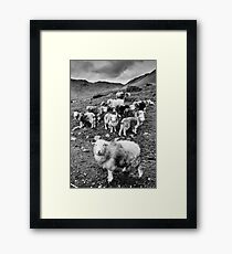 Sheep Framed Print
