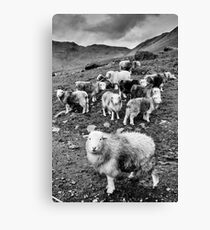 Sheep Canvas Print