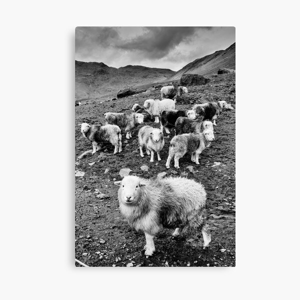 Sheep Canvas Print