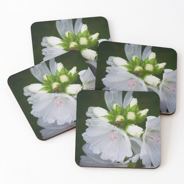 Item preview, Malvarrosas blancas designed and sold by M-project.