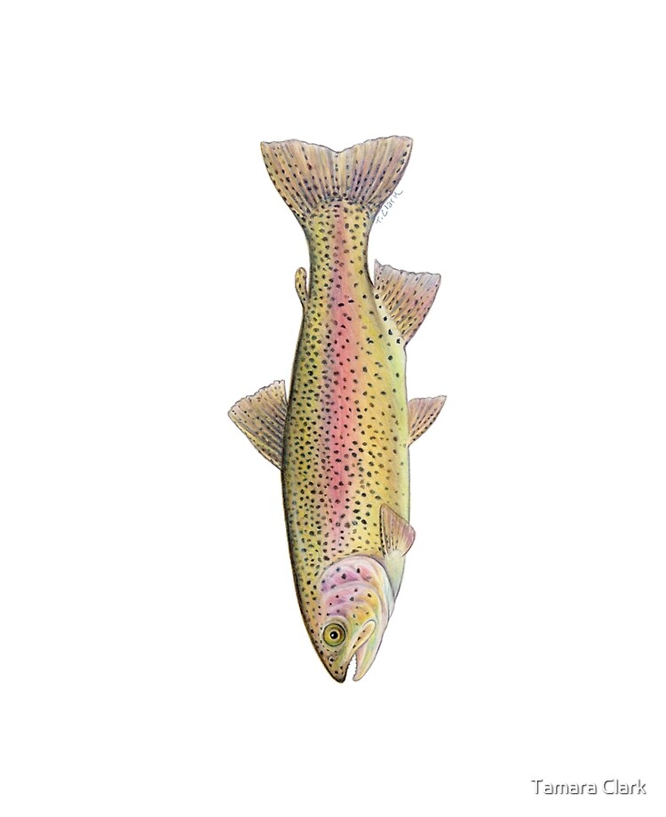 Rainbow Trout (Oncorhynchus mykiss) Tote Bag for Sale by Tamara Clark