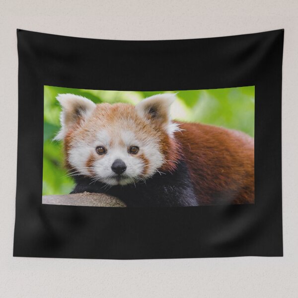 Item preview, Red Panda designed and sold by flickertoaflame.