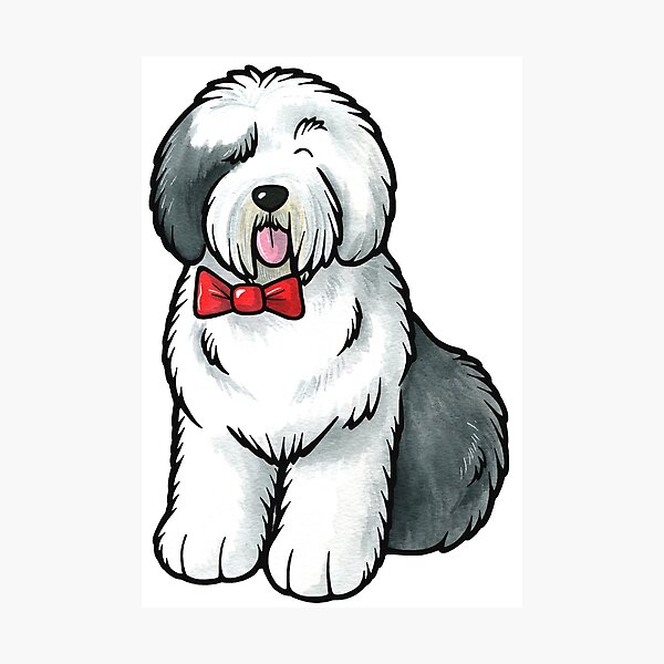 Old English Sheepdog Photographic Print for Sale by