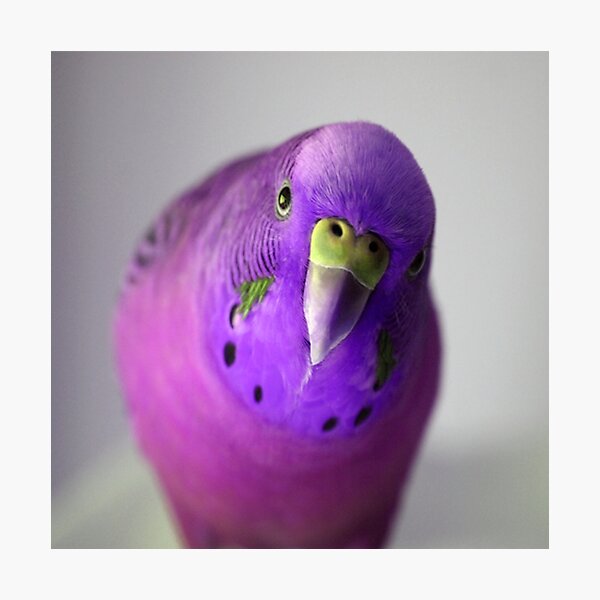 Purple Parakeet 