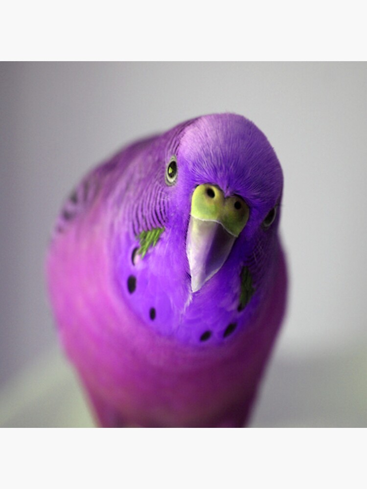 Purple Parakeet 