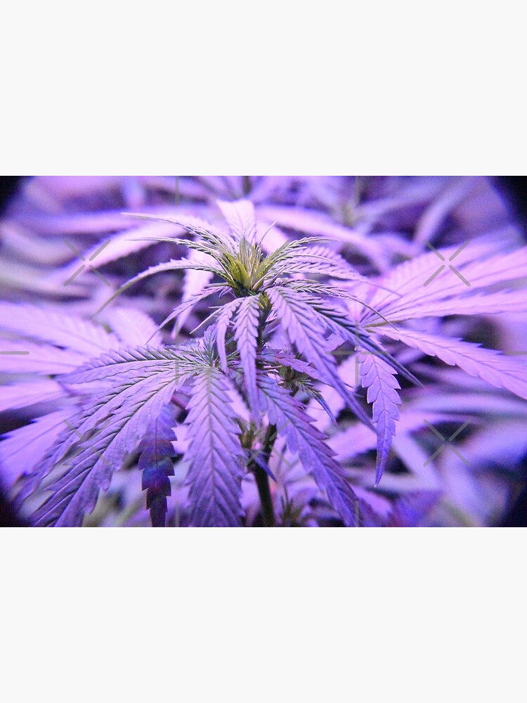 Discover marijuana buds, marijuana flowers Premium Matte Vertical Poster