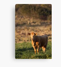 Bovine Canvas Print