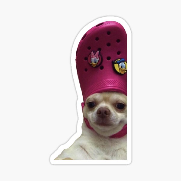 Chihuahua with a croc on its head
