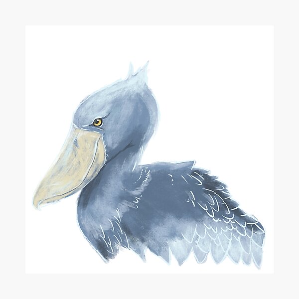 Shoebill Photographic Print