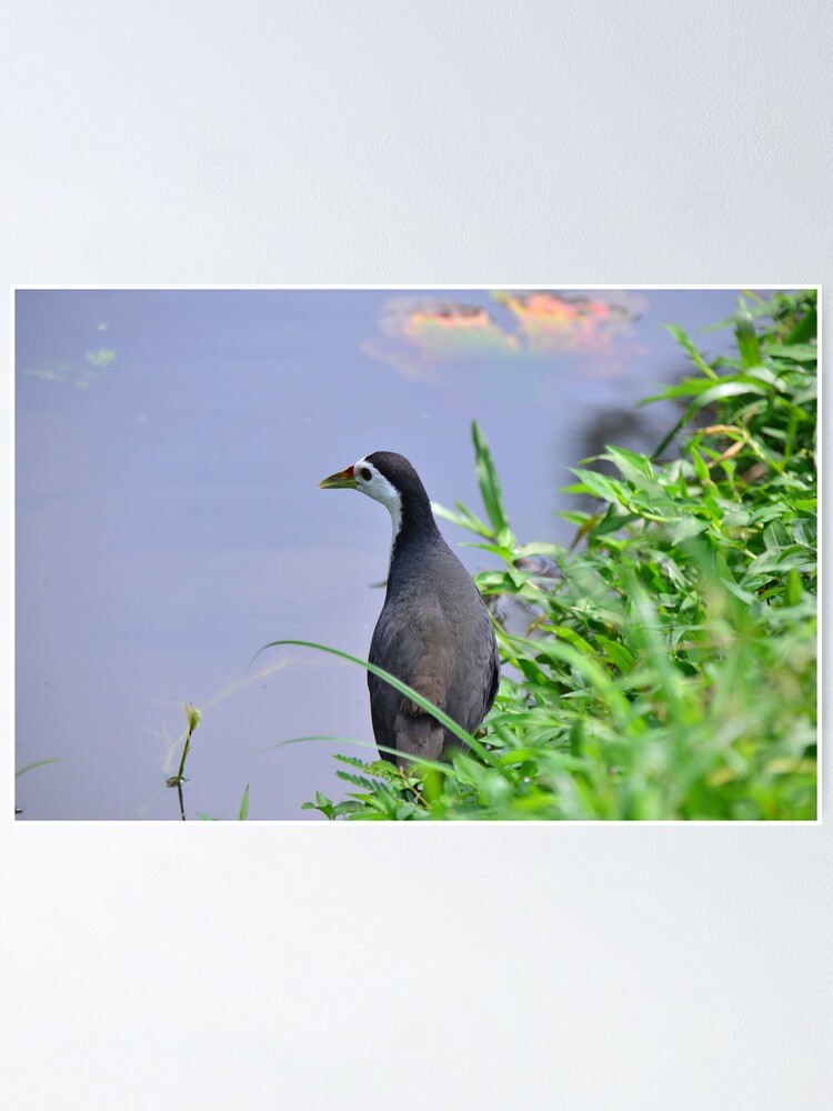 27+ Burung quail terbaru