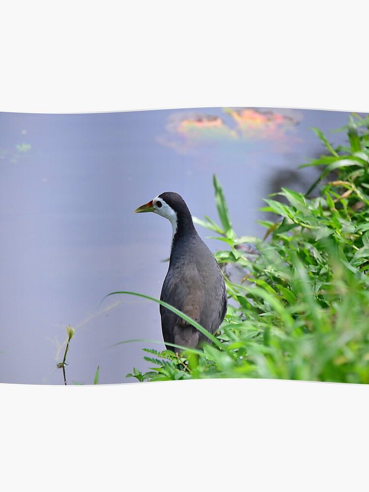 Burung Ayam Ayam Download Wallpaper