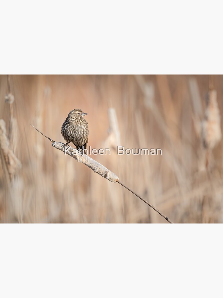 Female Red-winged Blackbird perched on a Cattail by KathleenBowman