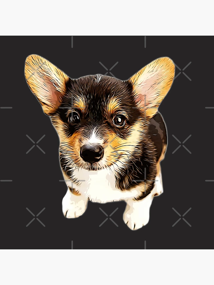 Konner DLux Tri-Color Corgi