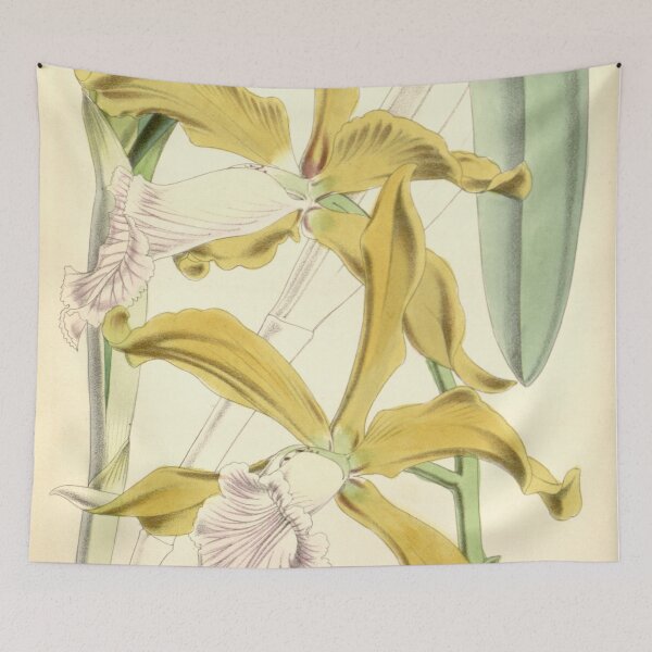 Item preview, Sophronitis grandis (as Laelia grandis) Curtis' 92 (Ser. 3 no. 22) pl. 5553 (1866) designed and sold by EsotericBotanic.
