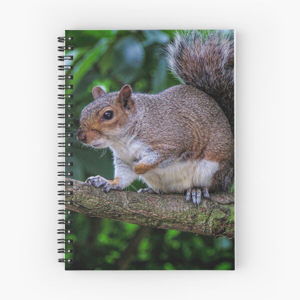 Item preview, Common Eastern Gray Squirrel - UK designed and sold by Marilyn Harris.