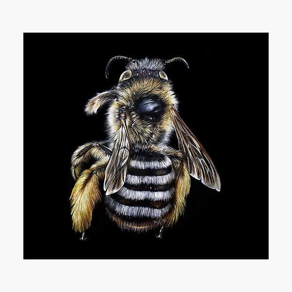 Hairy Footed Flower Bee Illustrations Photographic Print