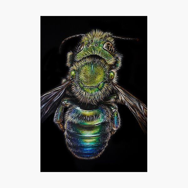 Osmia Metallic Bee Illustration Photographic Print