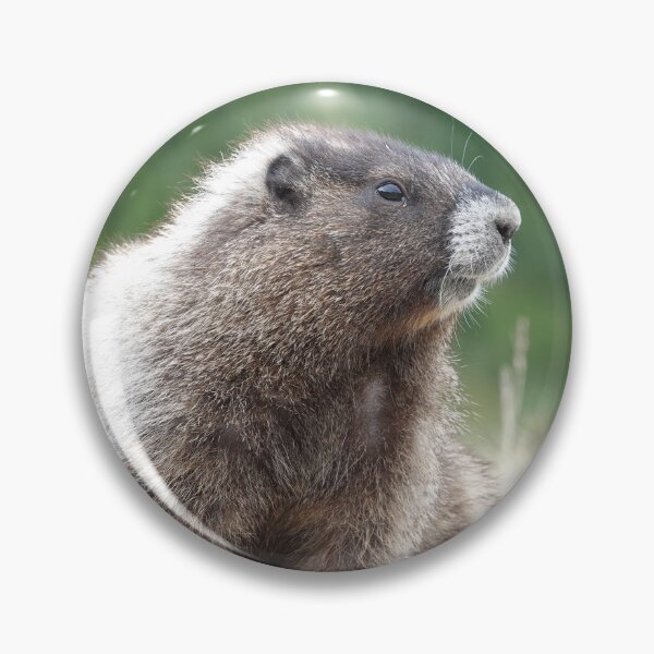 Item preview, Hoary marmot (Marmota caligata) in Mount Rainier National Park designed and sold by SDym Photography.