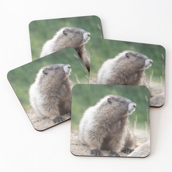 Item preview, Hoary marmot (Marmota caligata) in Mount Rainier National Park designed and sold by SDym Photography.