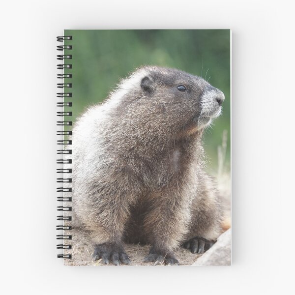 Item preview, Hoary marmot (Marmota caligata) in Mount Rainier National Park designed and sold by SDym Photography.