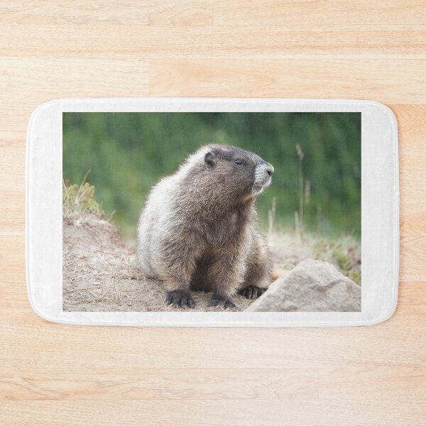 Item preview, Hoary marmot (Marmota caligata) in Mount Rainier National Park designed and sold by SDym Photography.