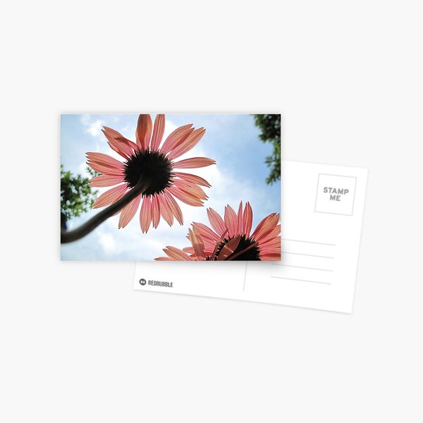 Sunburst Postcard