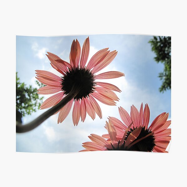 Sunburst Poster