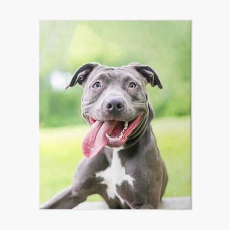 pitbull dog licking portrait animals gifts safe face protection covering men women art board print by davosllc redbubble